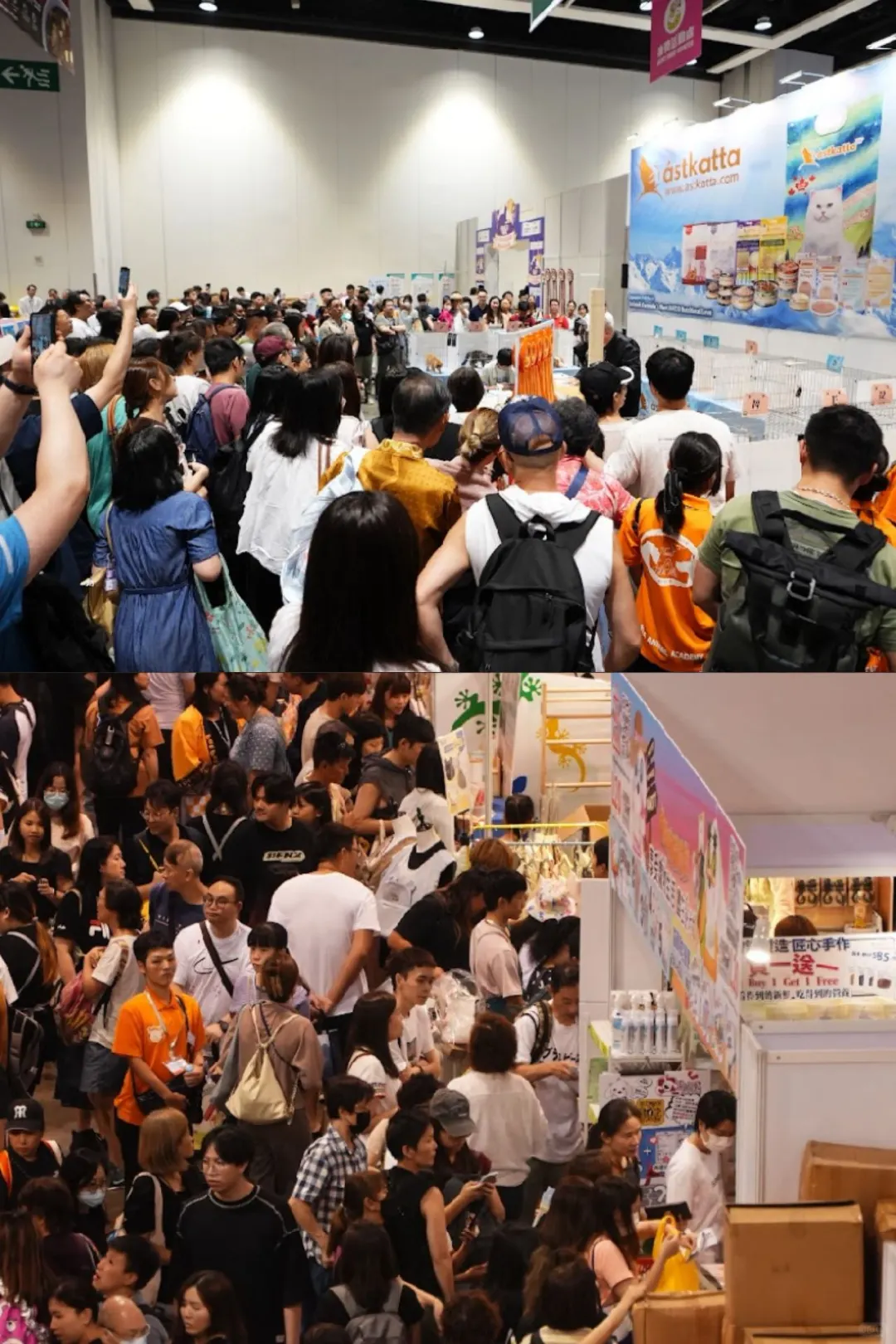 ??吸猫人士别错过香港猫咪博览会‼