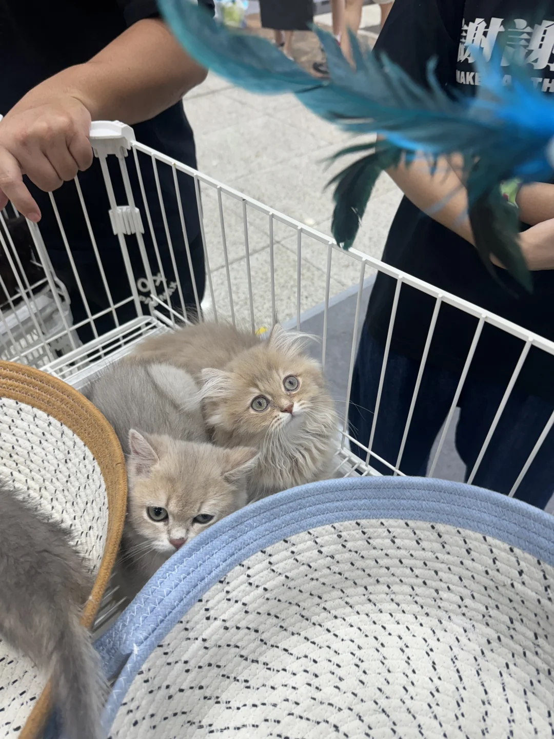 周末出行｜武汉宠物博览会