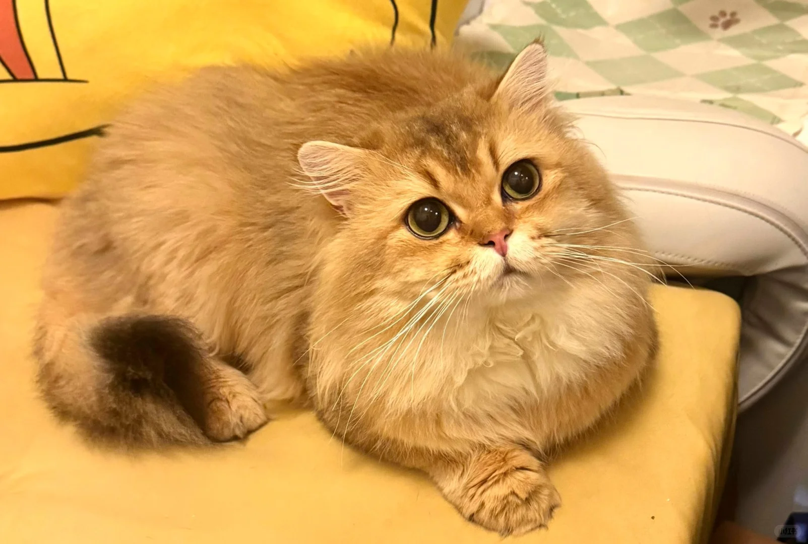 2025香港猫迷博覽會