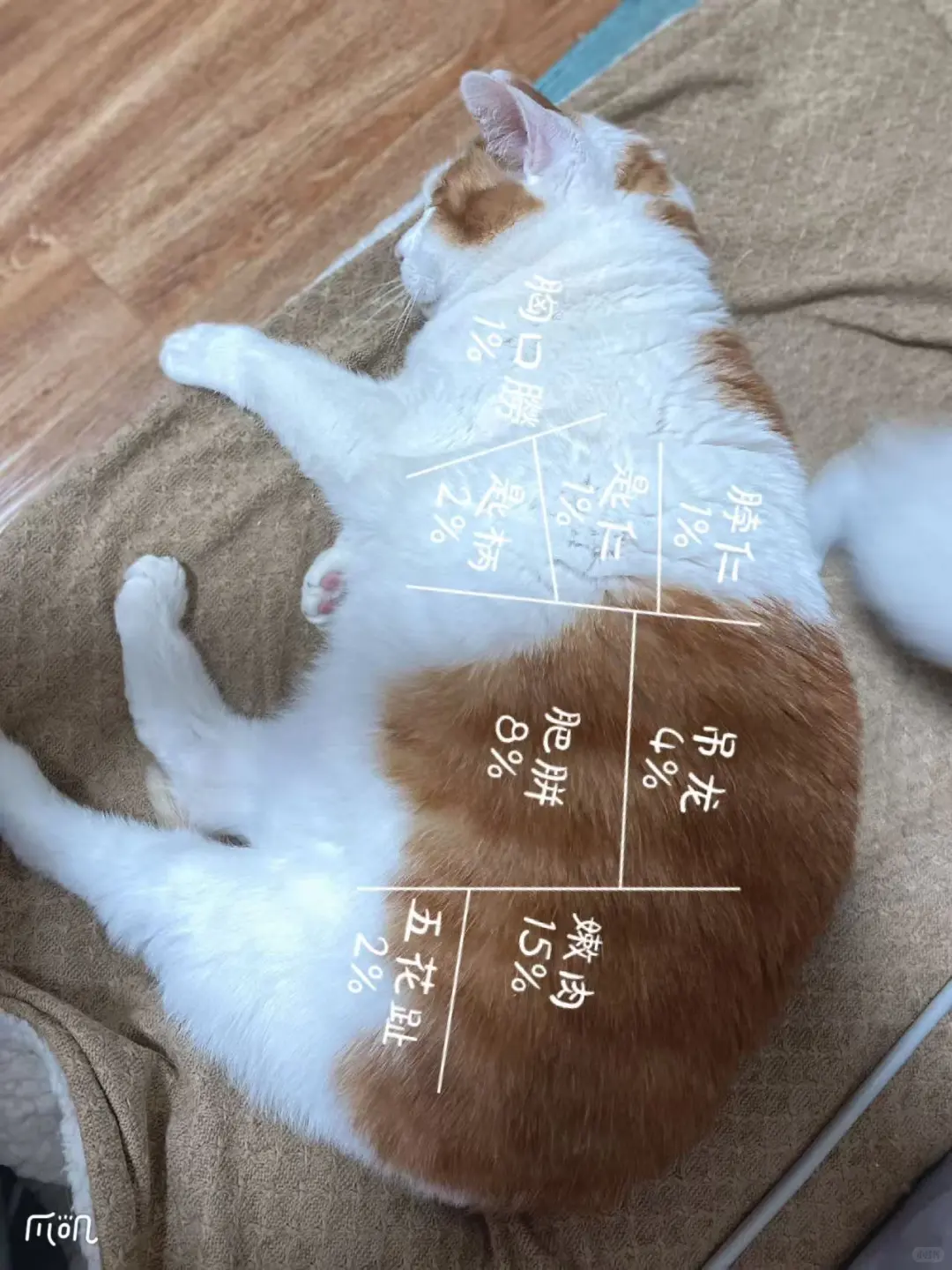 ?南宁铲屎官集合！世界宠物博览会来袭