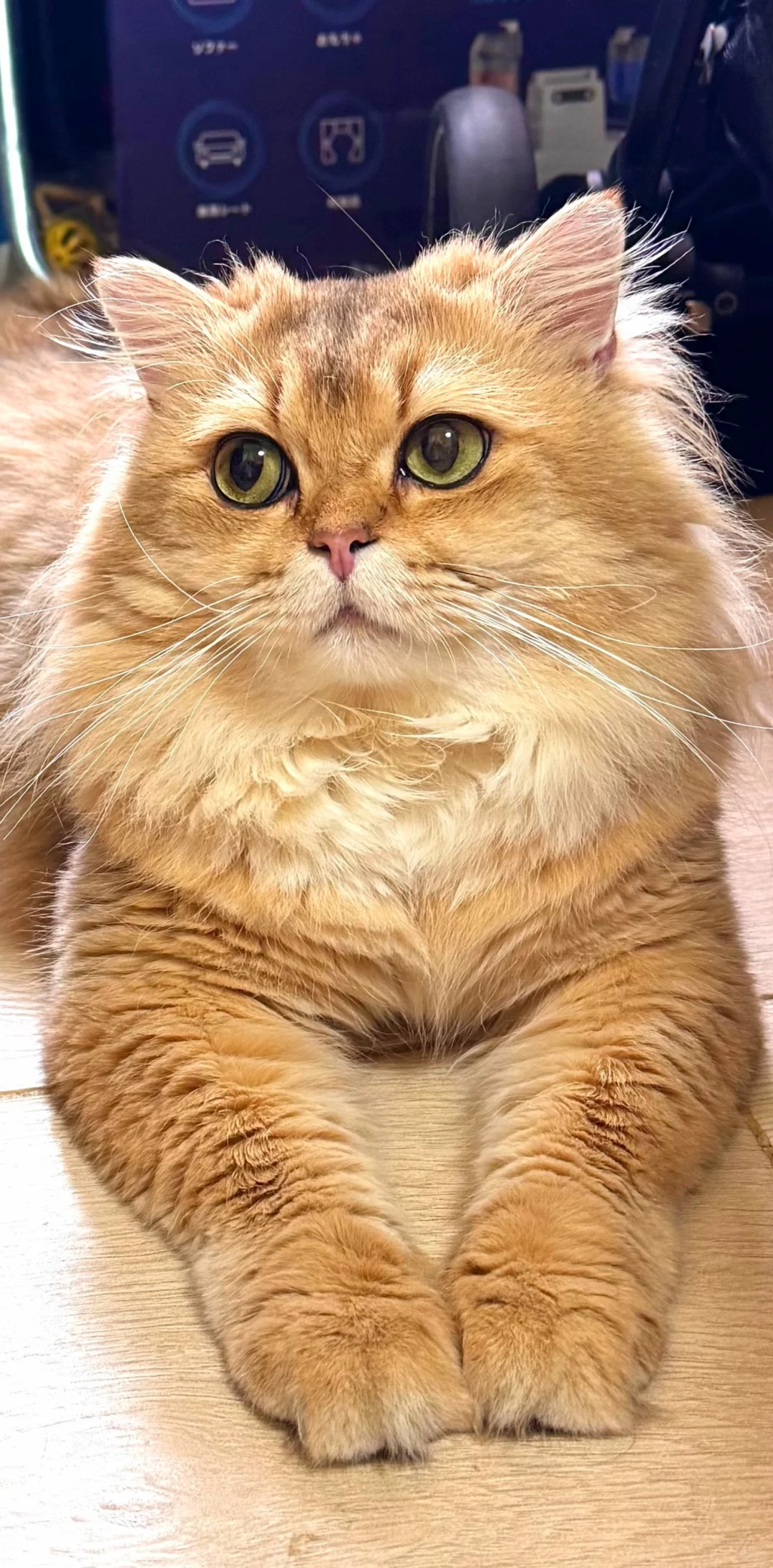 2025香港猫迷博覽會