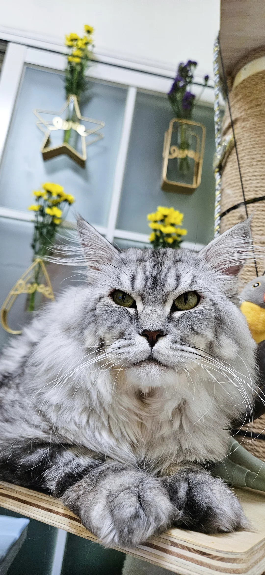 2025香港猫迷博覽會