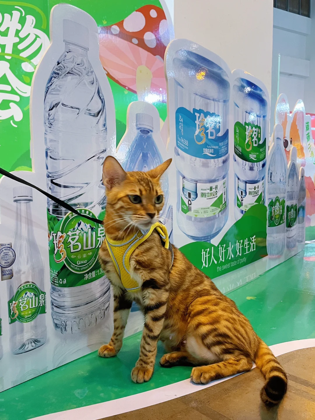 ☕️咖啡醇香?宠物超萌，简直不要太好逛啦！