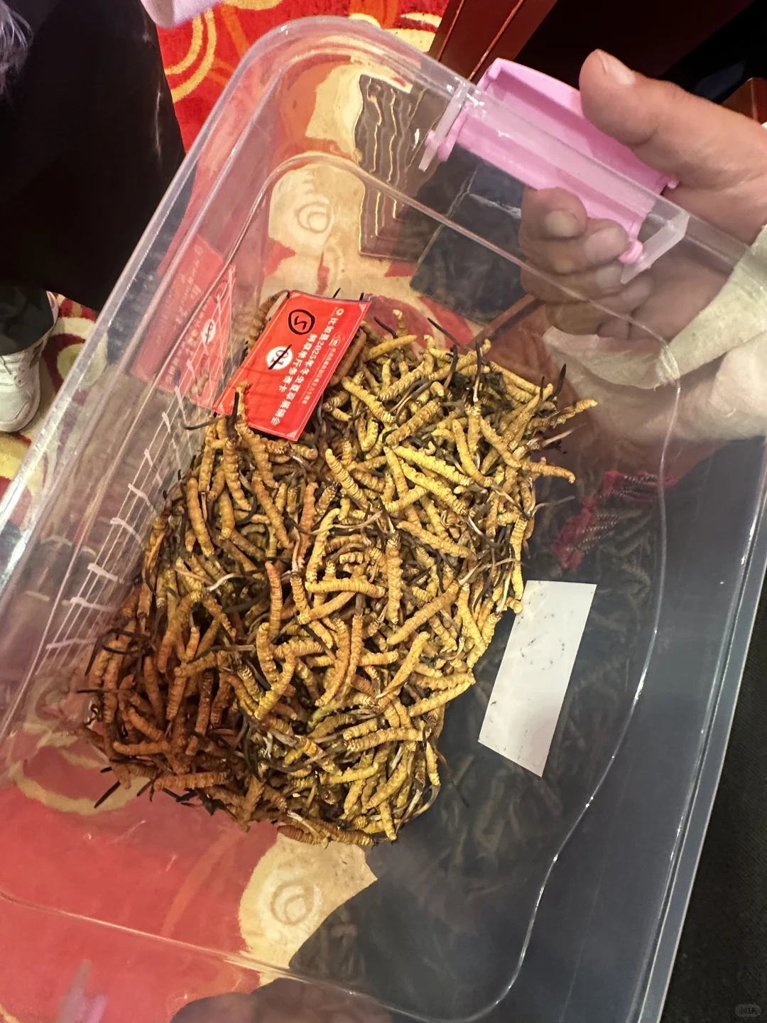 我县冬虫夏草展销会荣获佳绩！