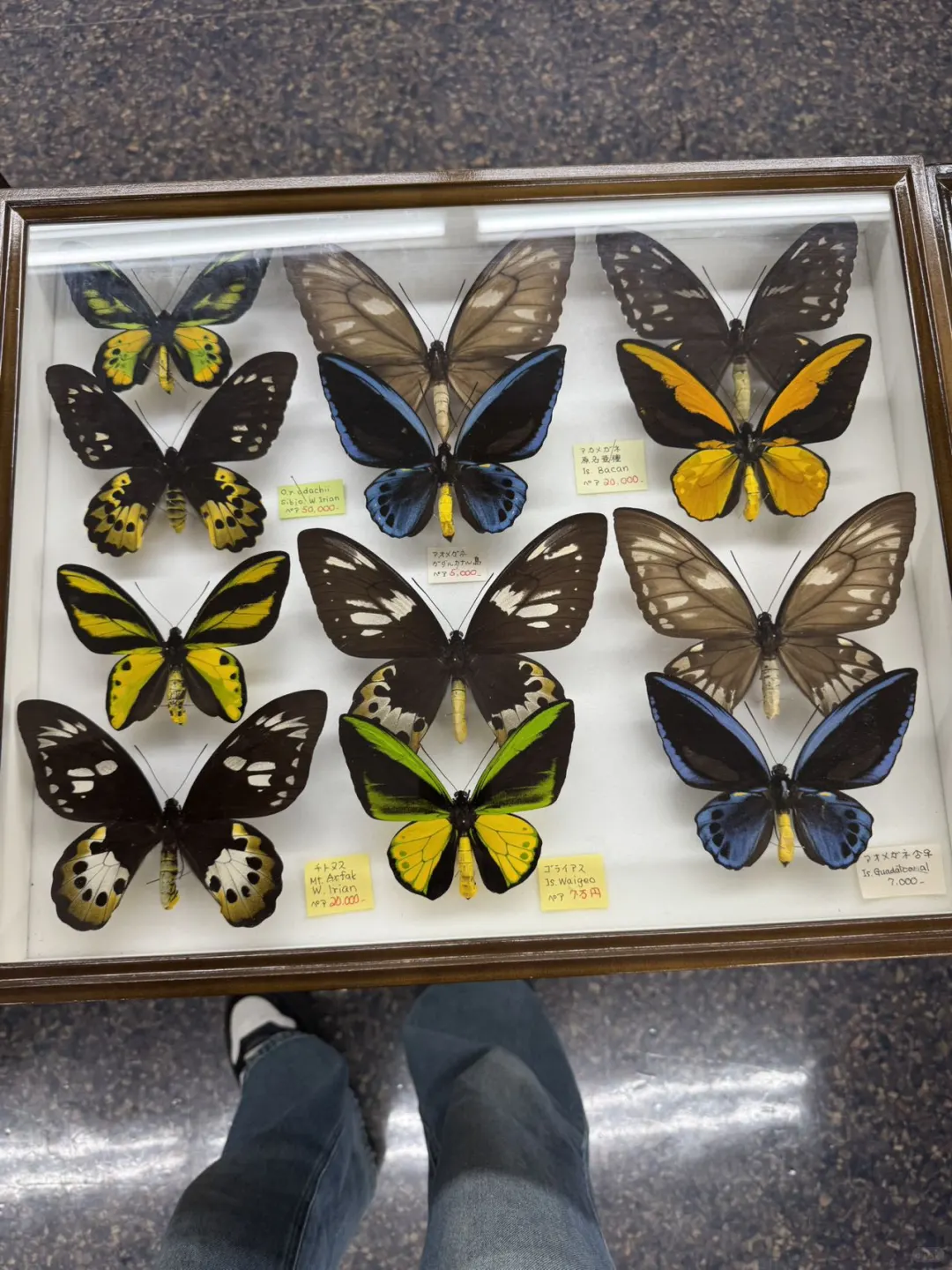 2024秋季昆虫展销会