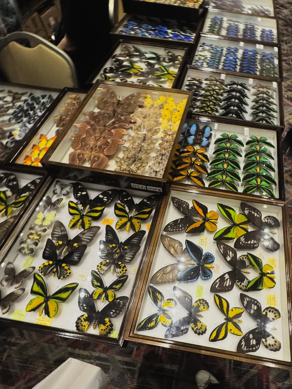 2024秋季昆虫展销会