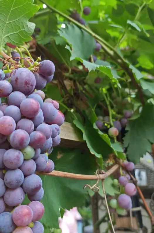 ?展销会爆火！葡萄治病王！