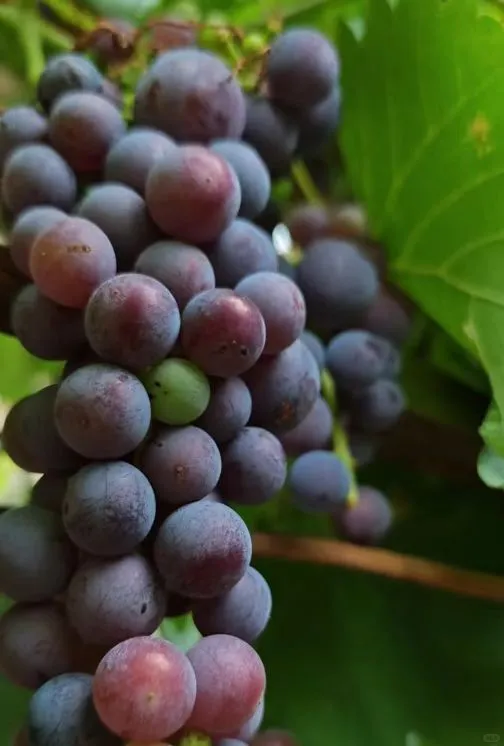 ?展销会爆火！葡萄治病王！