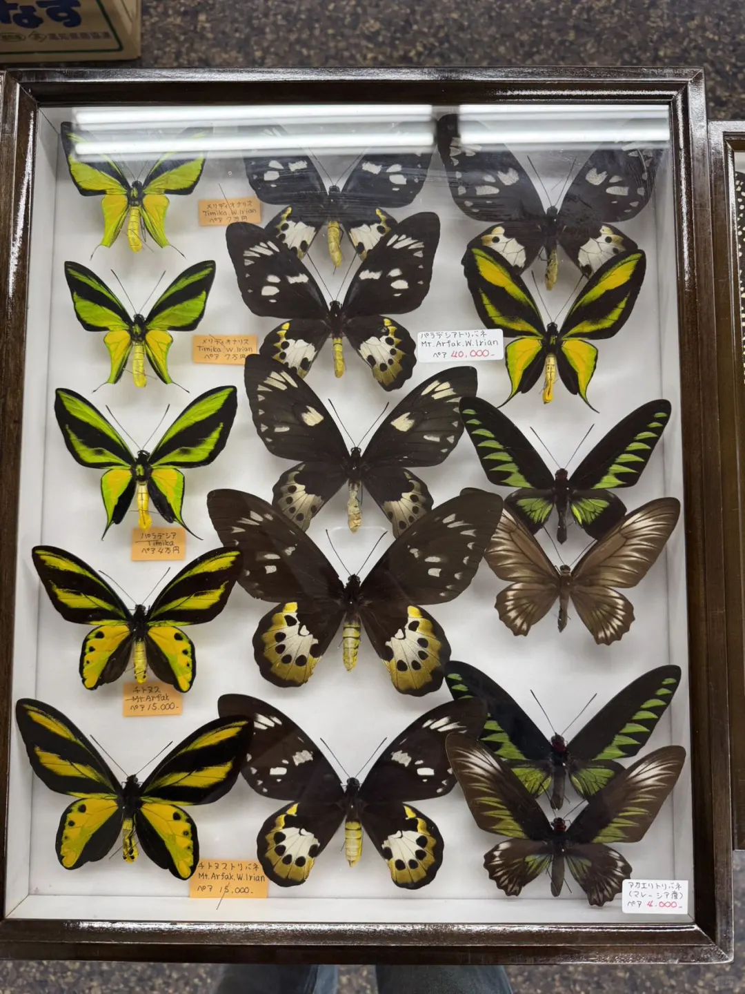 2024秋季昆虫展销会