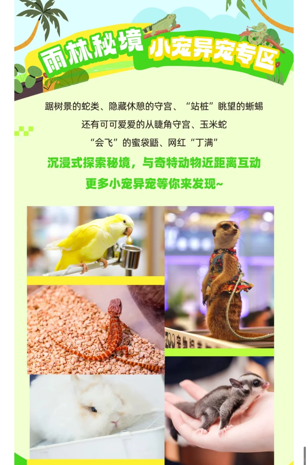 最后5️⃣天‼️上海亚宠展专业日3天通票25啦