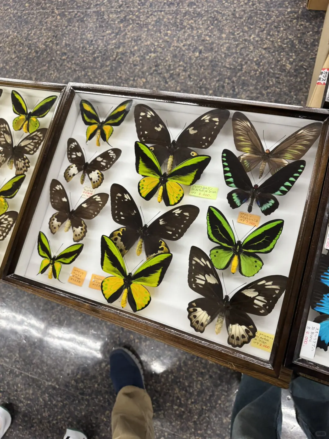 2024秋季昆虫展销会