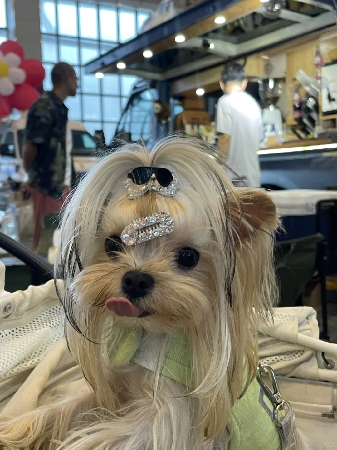 大家都去会展中心参加宠物展了吗