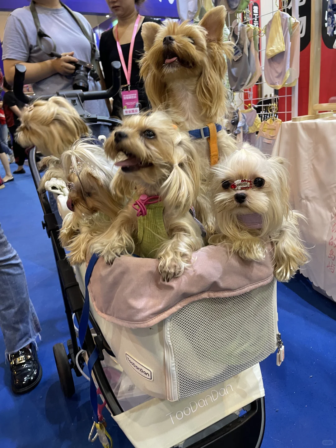大家都去会展中心参加宠物展了吗