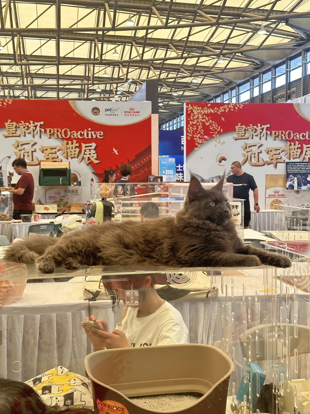 脚走穿了才总结出今年亚宠展?玩法