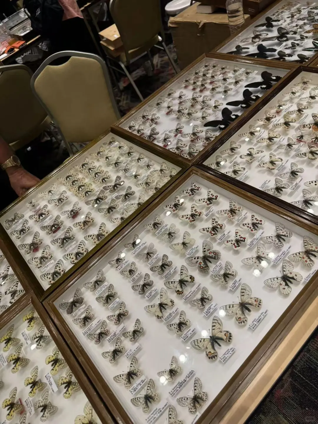 2024秋季昆虫展销会