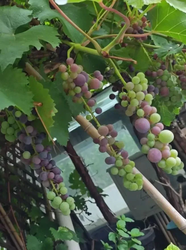 ?展销会爆火！葡萄治病王！