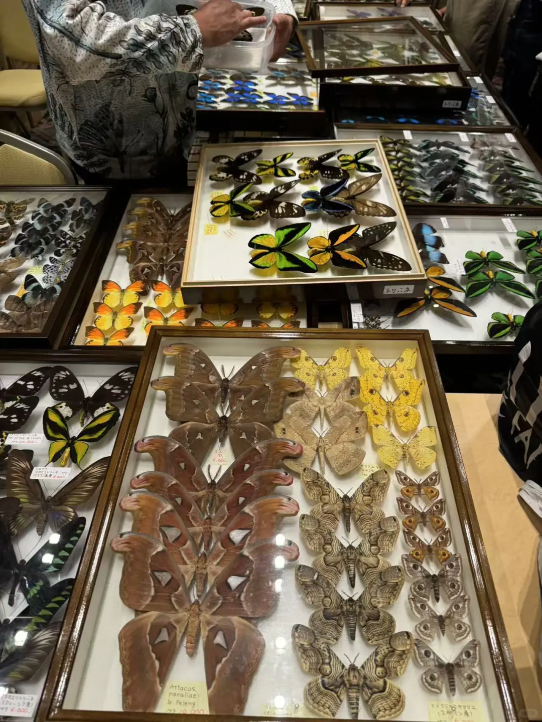 2024秋季昆虫展销会