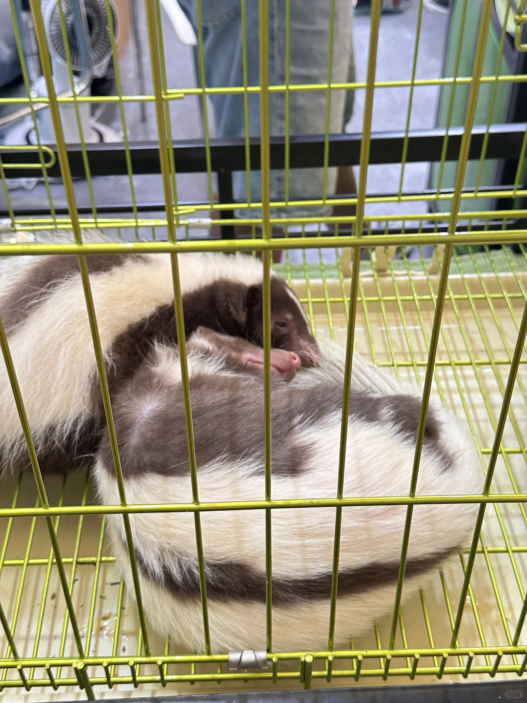 脚走穿了才总结出今年亚宠展?玩法