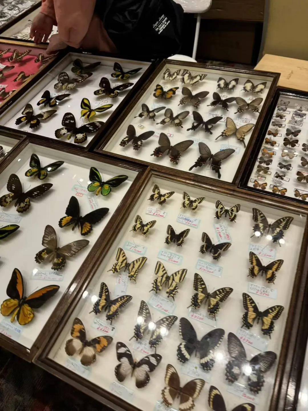 2024秋季昆虫展销会