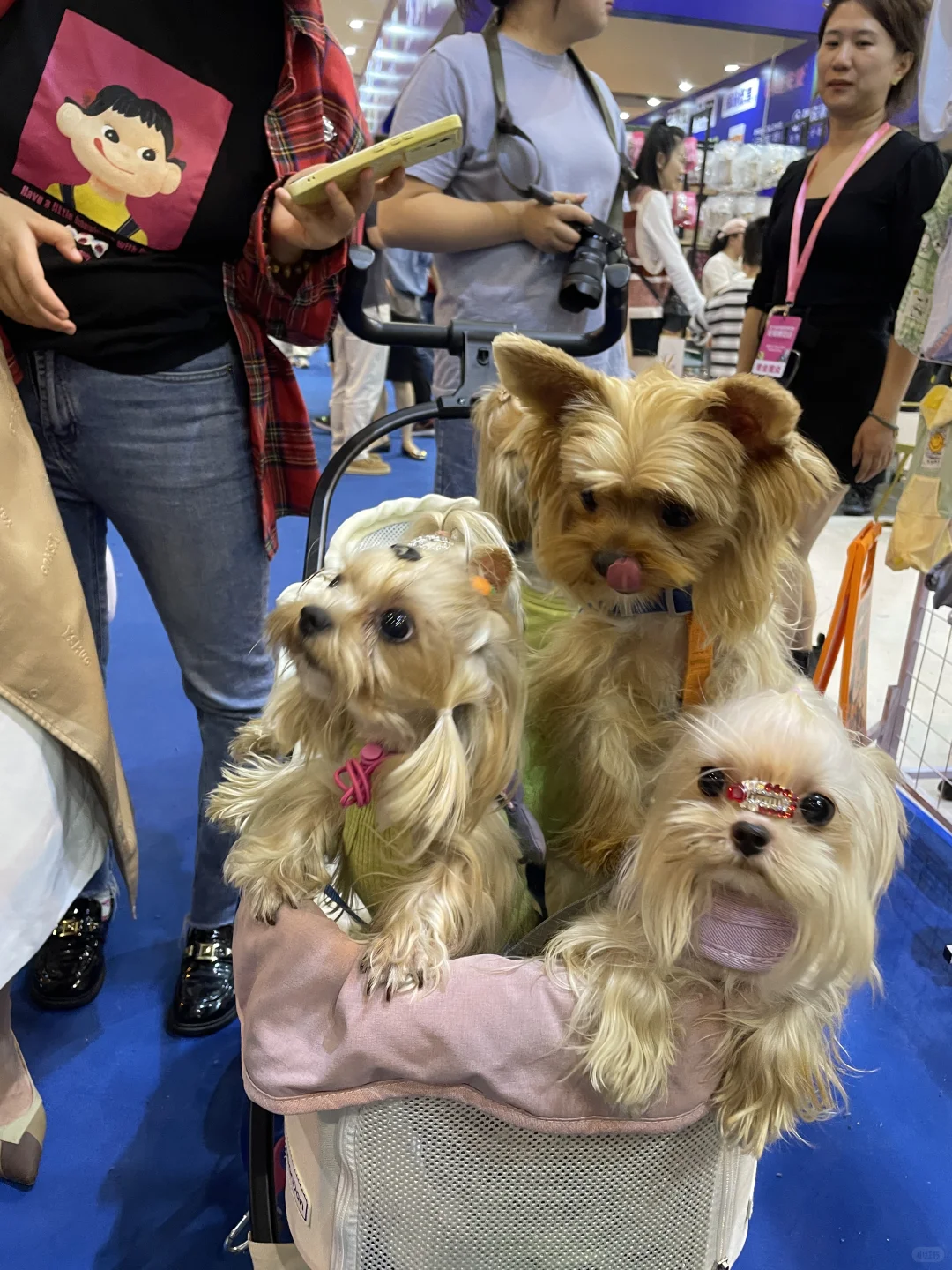 大家都去会展中心参加宠物展了吗