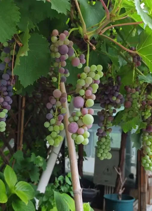 ?展销会爆火！葡萄治病王！