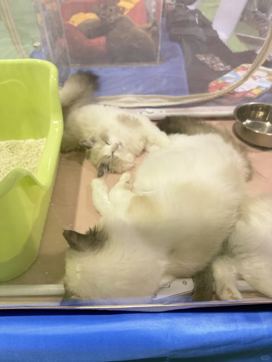 包头宠物产业博览会猫猫比狗狗多