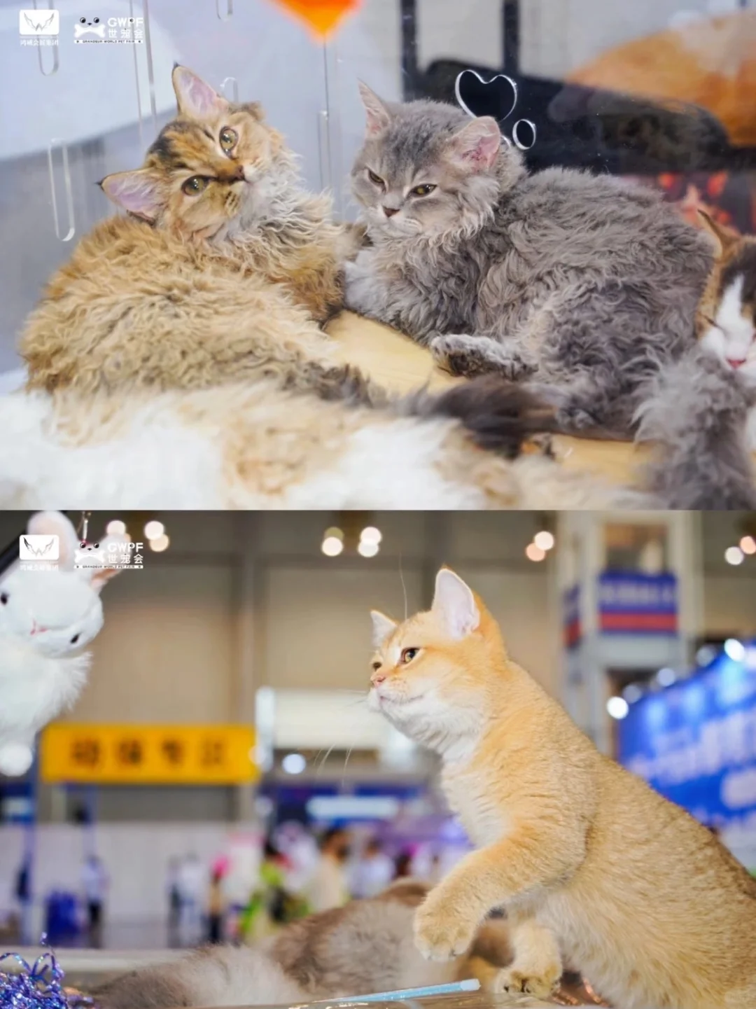 上海亚宠展超多福利活动它来啦！