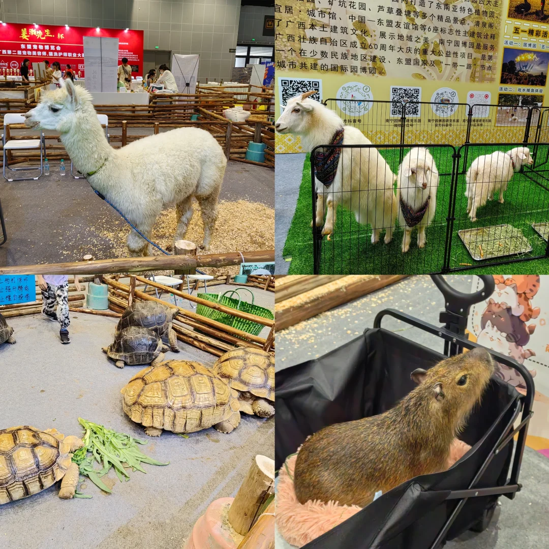 宠物博览会初体验