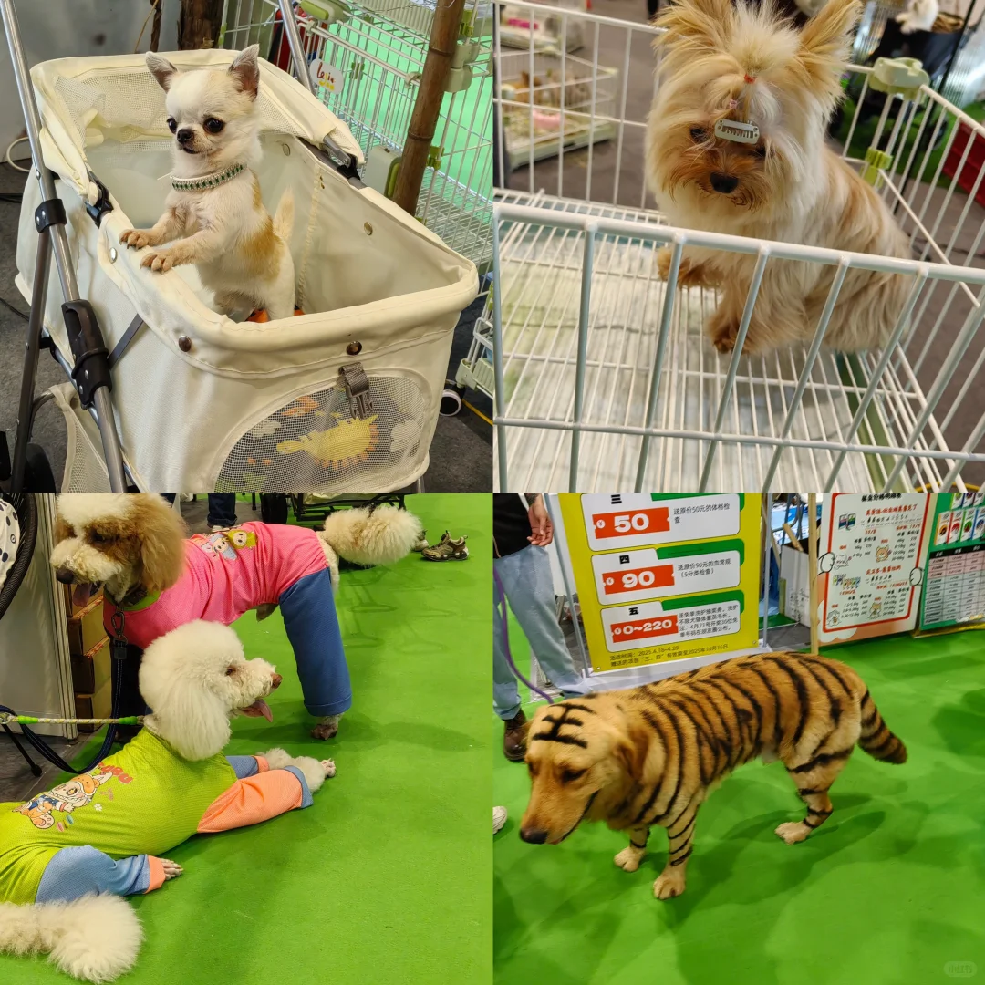 宠物博览会初体验