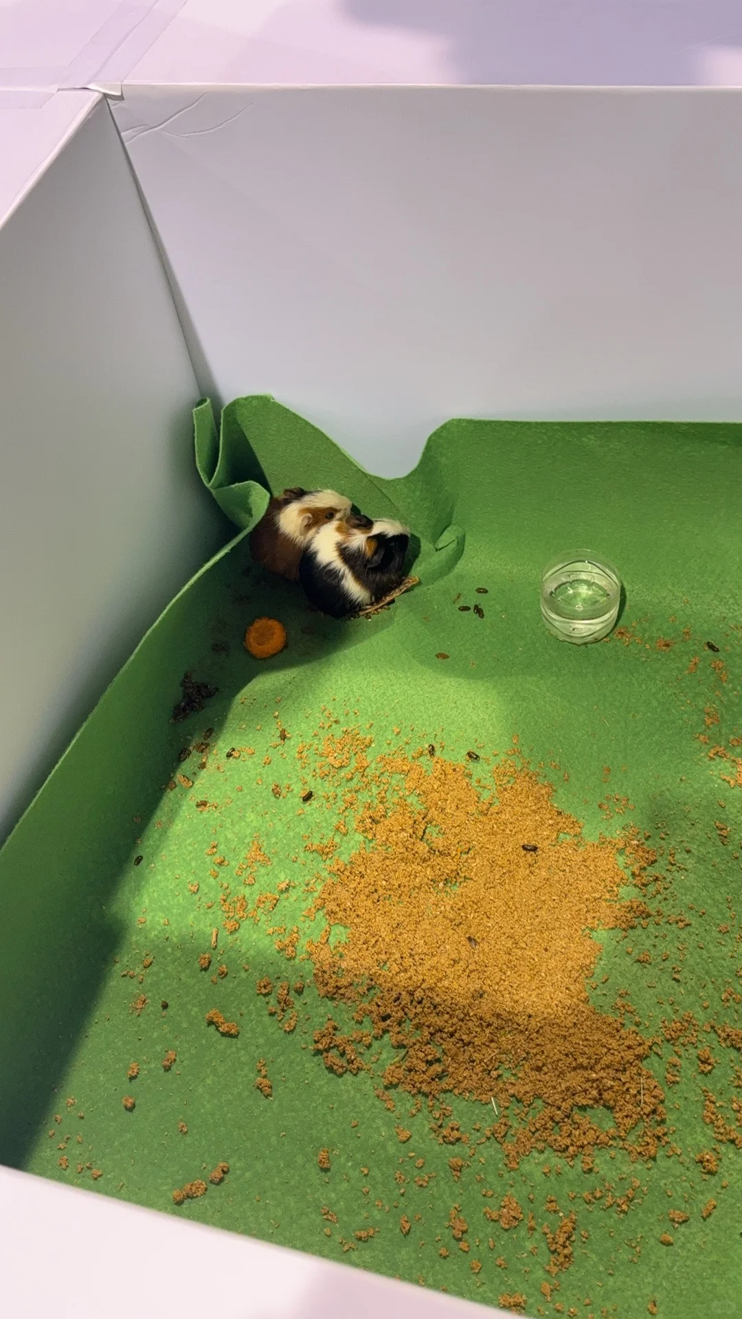 包头宠物产业博览会猫猫比狗狗多