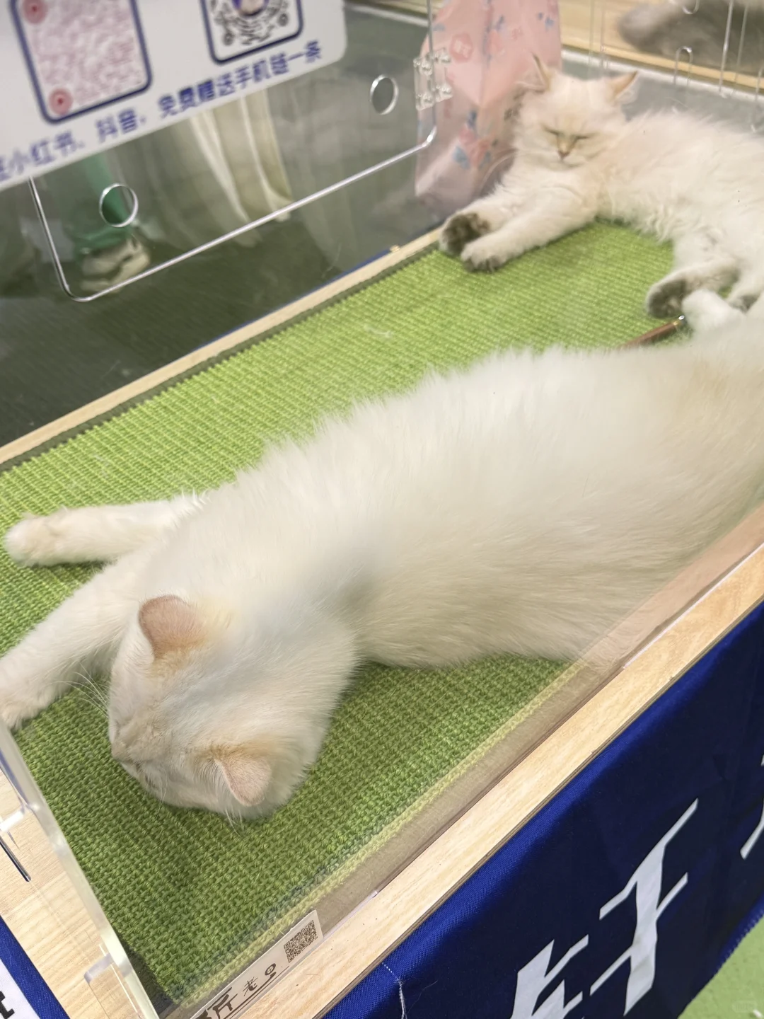 包头宠物产业博览会猫猫比狗狗多