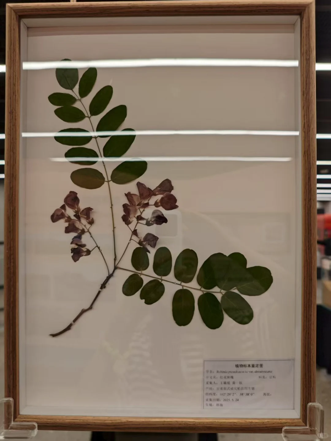 我们一起去保定自然博物馆看展啊?