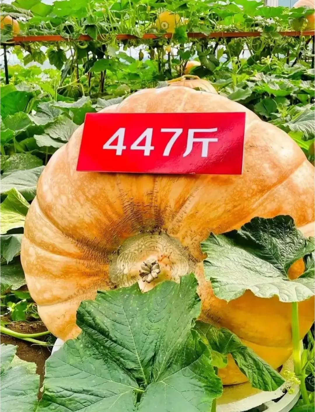 欢迎来到大美寿光