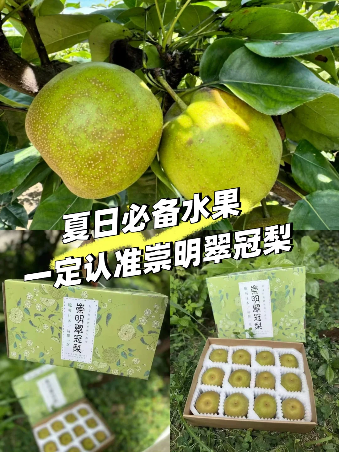 上海农展会爆款～崇明翠冠梨 友好市集