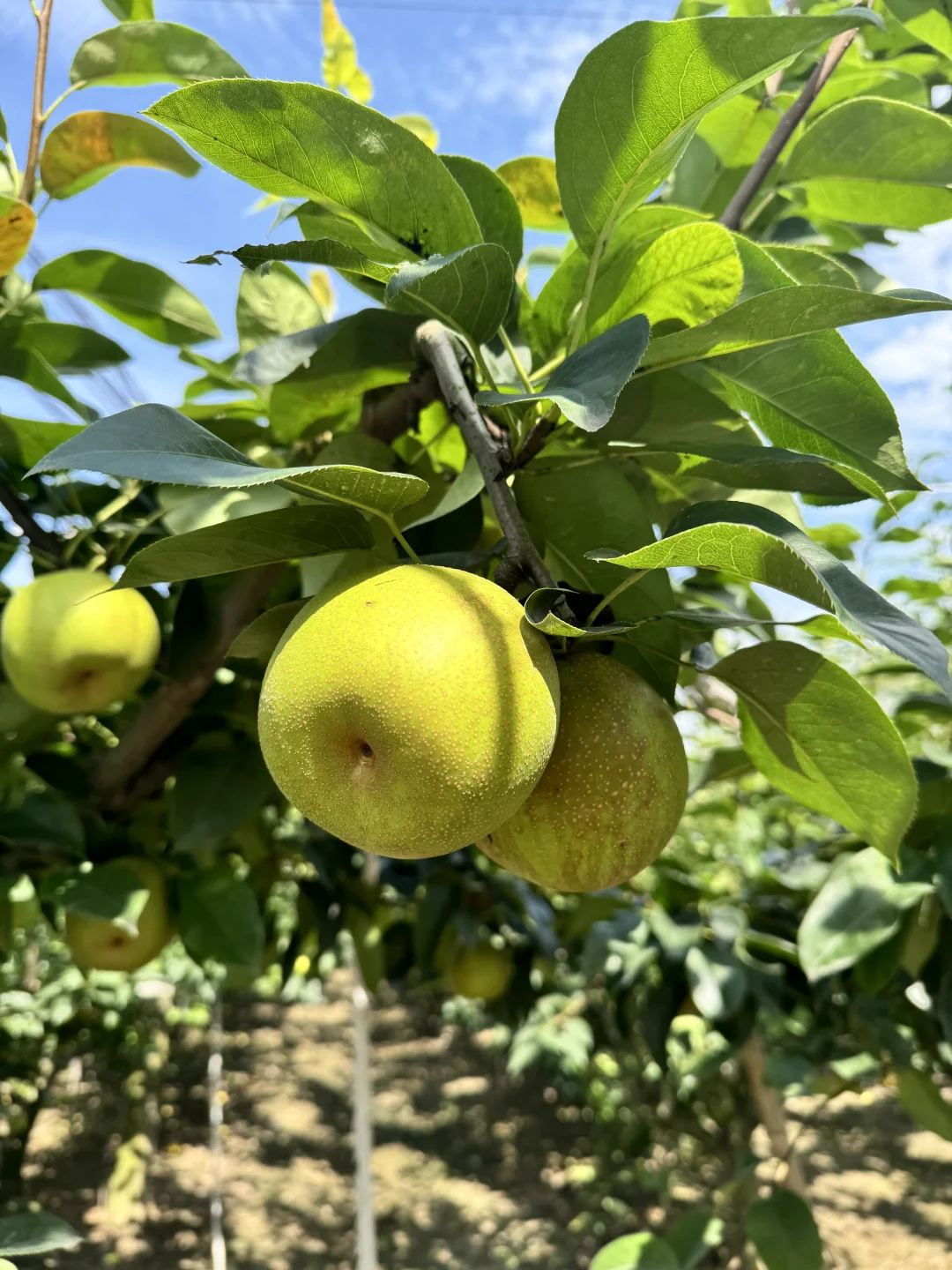 上海农展会爆款～崇明翠冠梨 友好市集