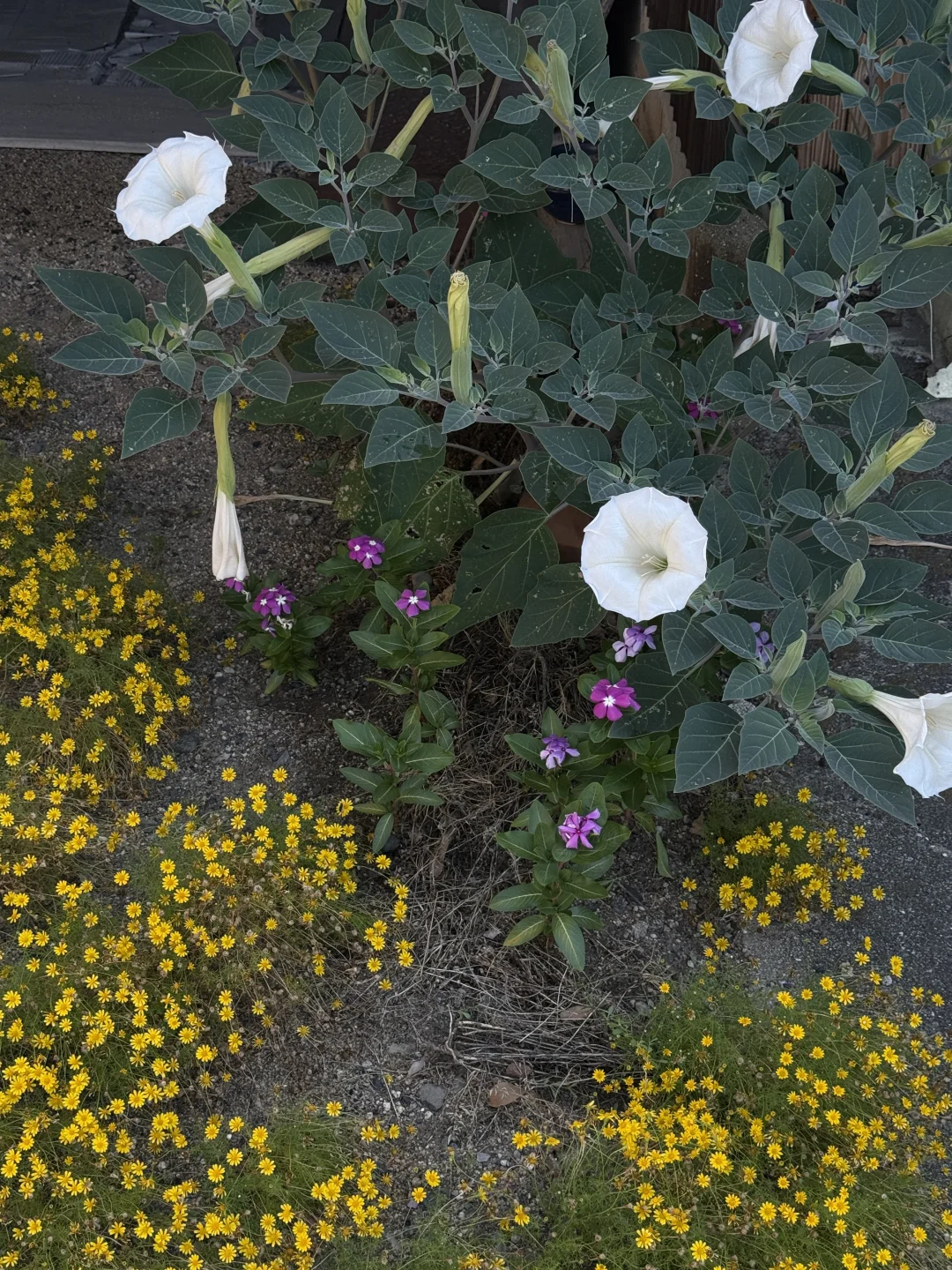 濑户内艺术祭 我到底在酸什么？