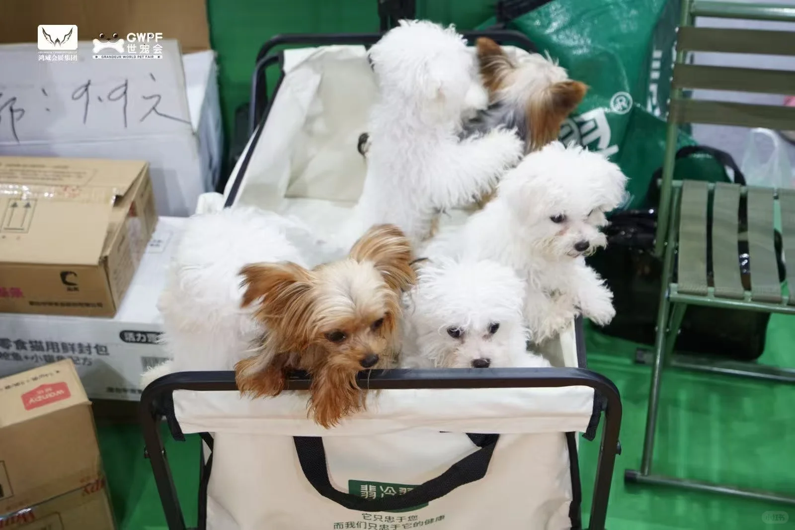 2025世界宠物博览会