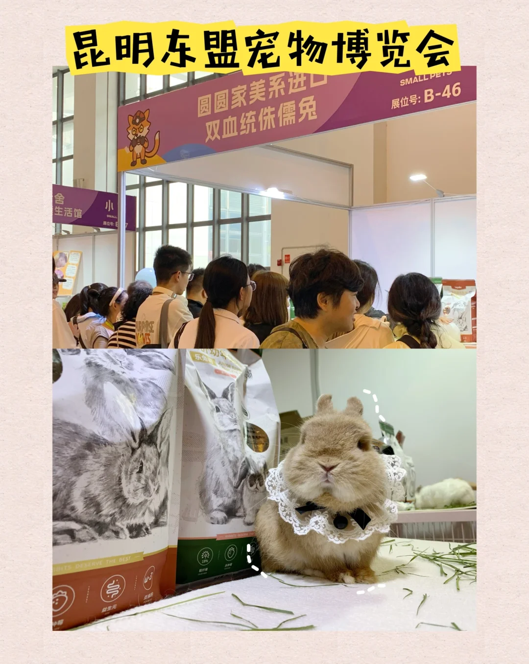 活动回顾|中国昆明东盟宠物博览会?