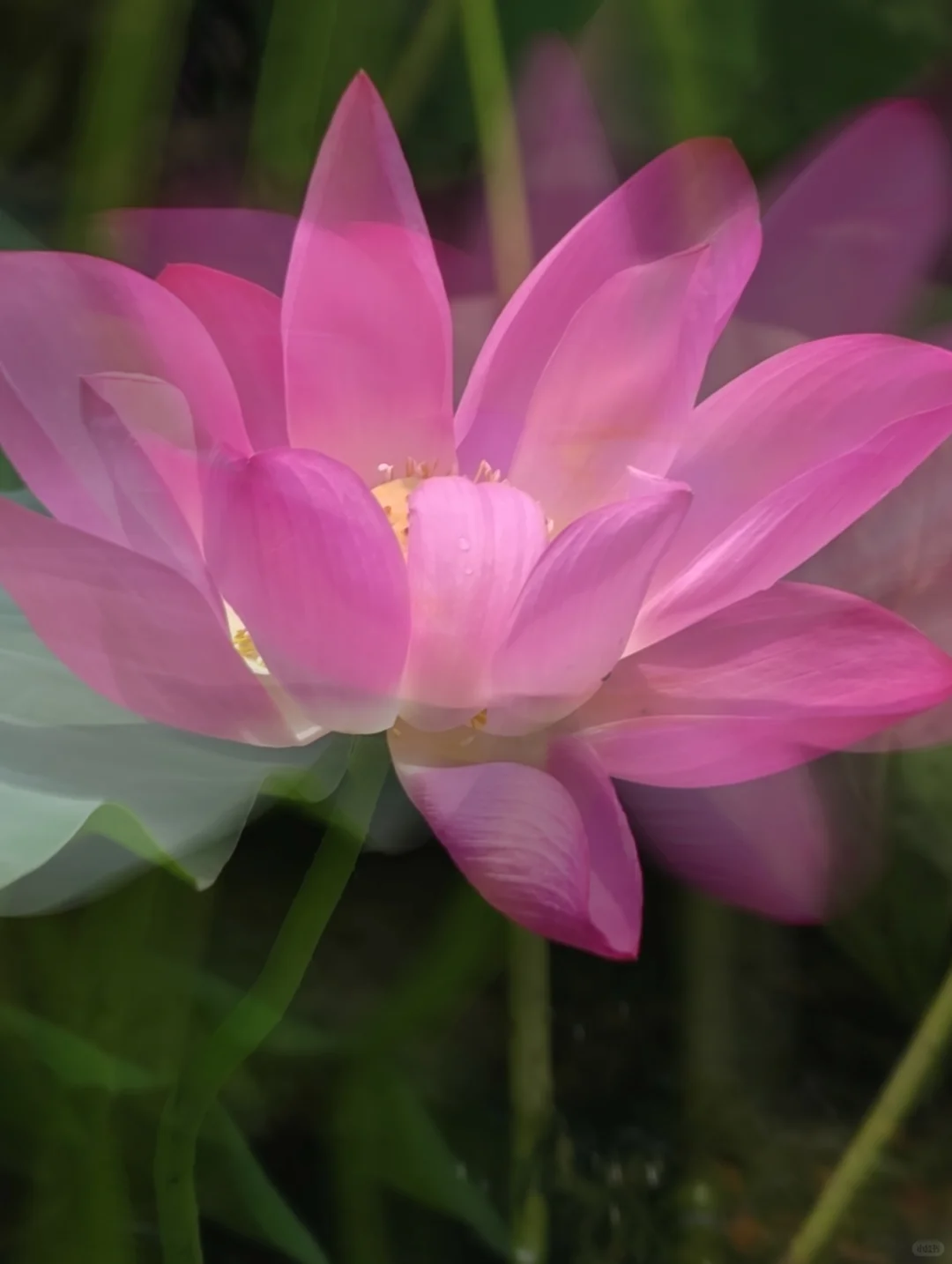 花影