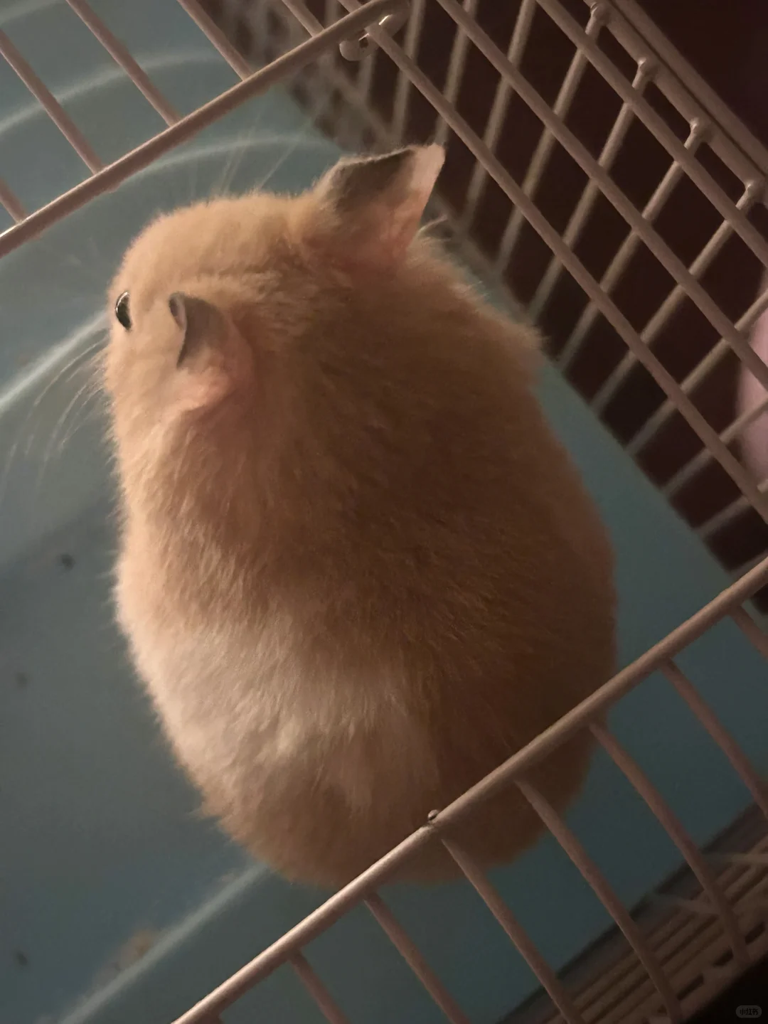 最可爱的宝宝?