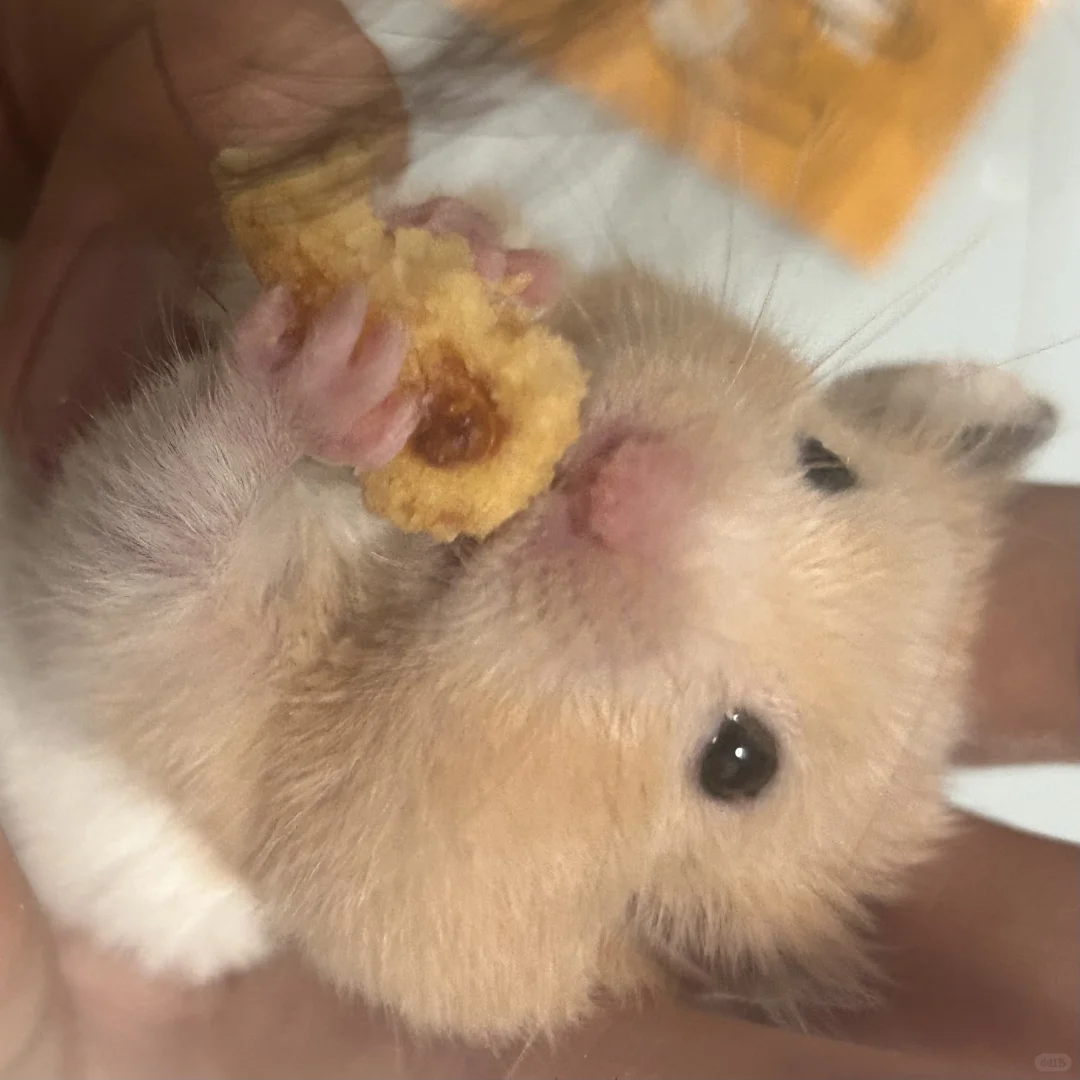 最可爱的宝宝?