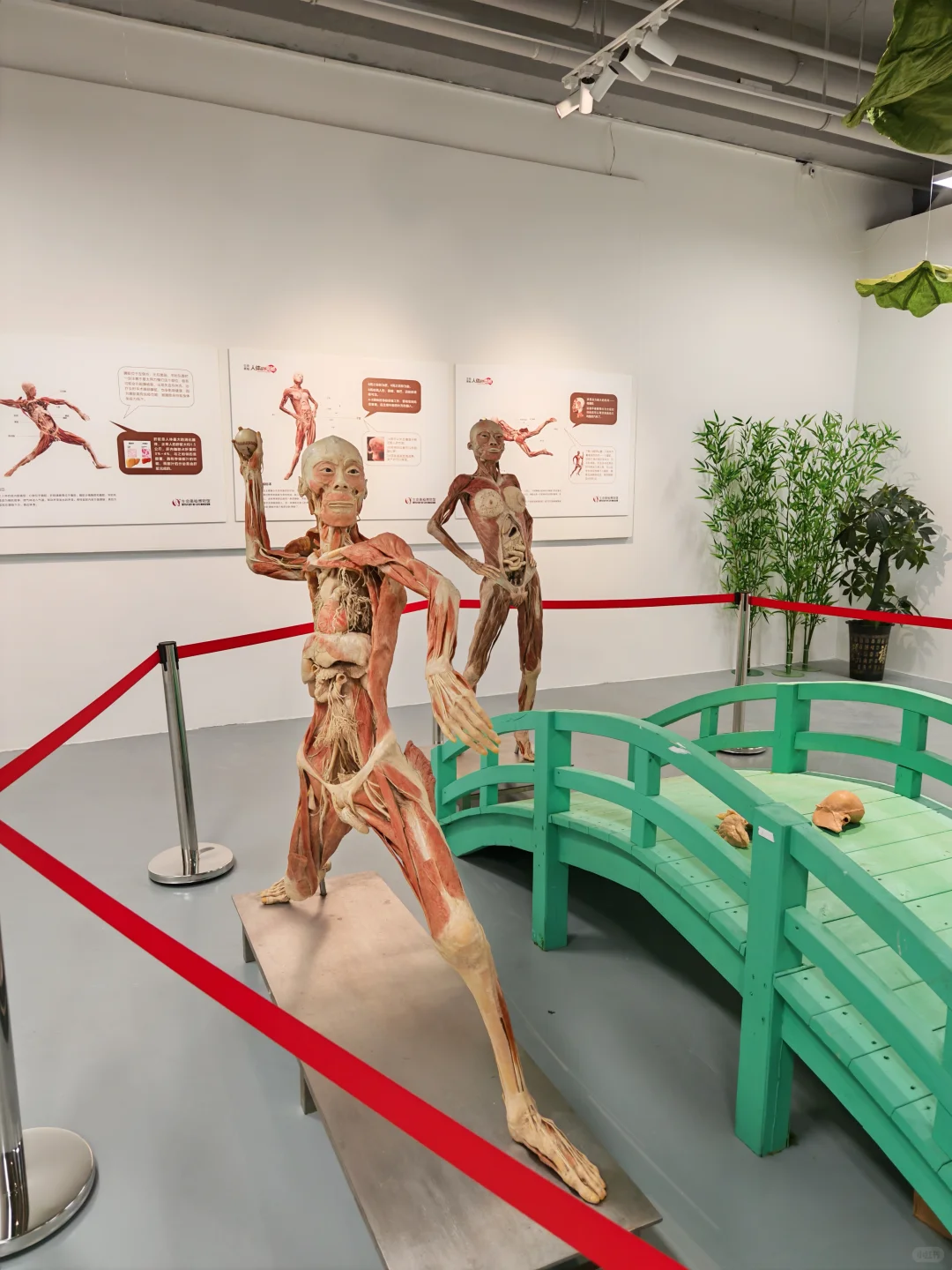 必看!《身体工厂》人体知识科普展海口首展