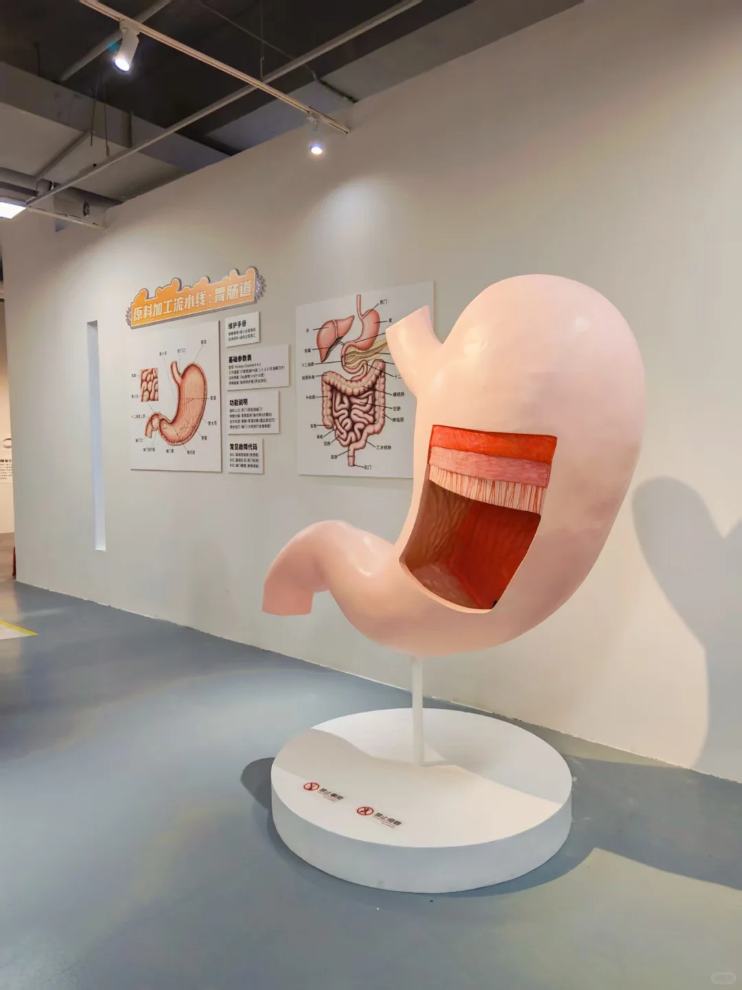 必看!《身体工厂》人体知识科普展海口首展