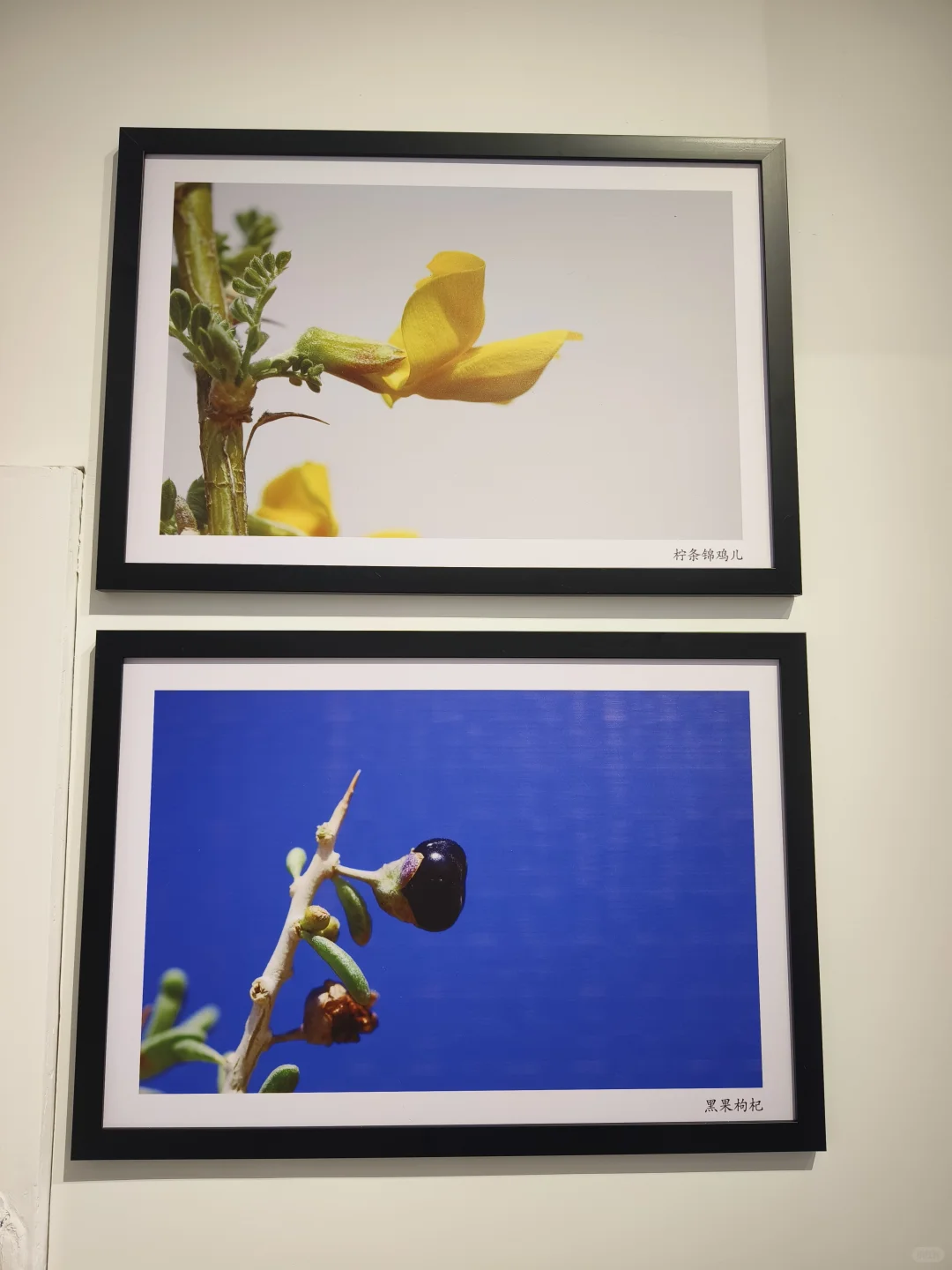 呼市新展?把沙漠地质奇观搬进城市