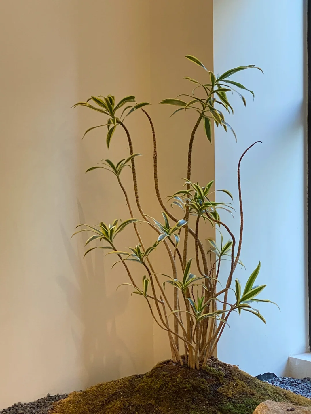邯郸探店|觅茶