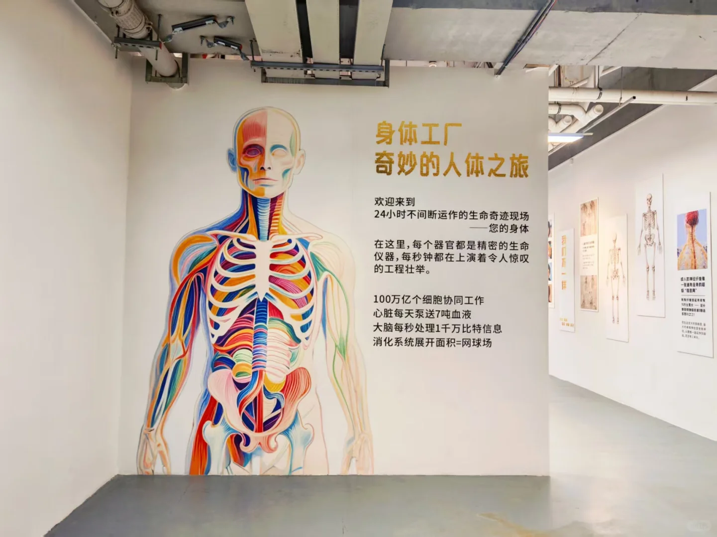 必看!《身体工厂》人体知识科普展海口首展