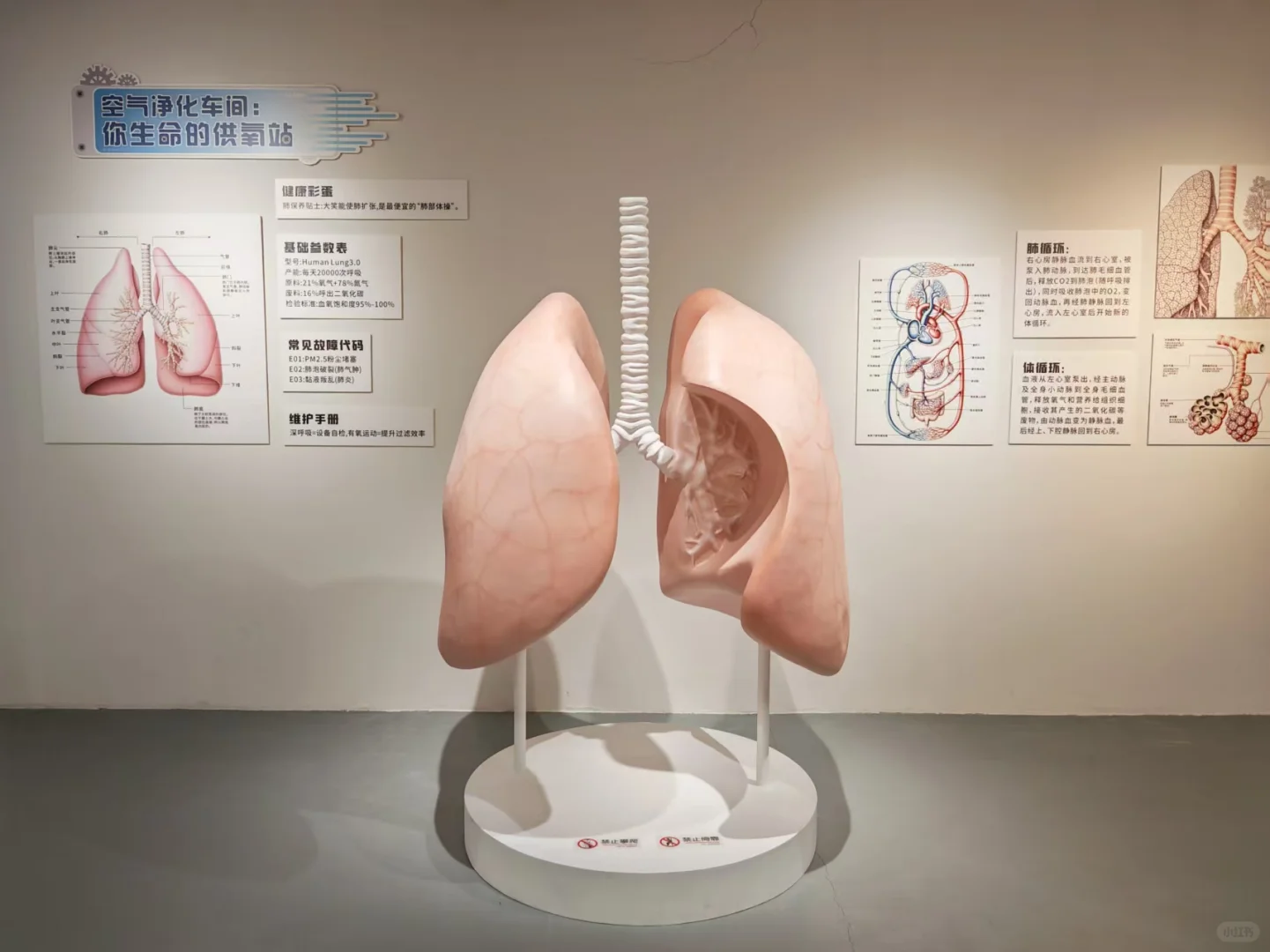 必看!《身体工厂》人体知识科普展海口首展