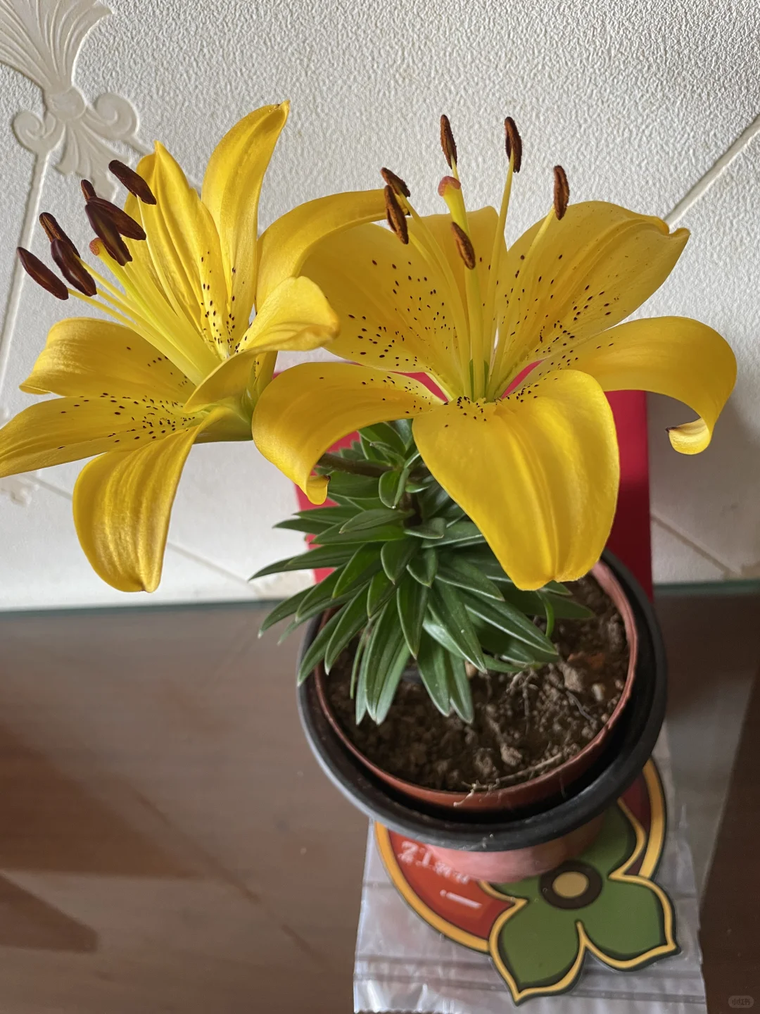 ?50岁阿姨的养花种菜日记 | 享受生活
