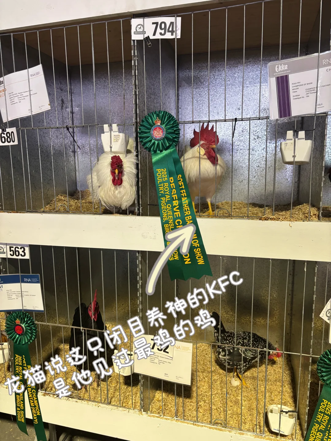 逛昆士兰一年一度农产品展销会Plog