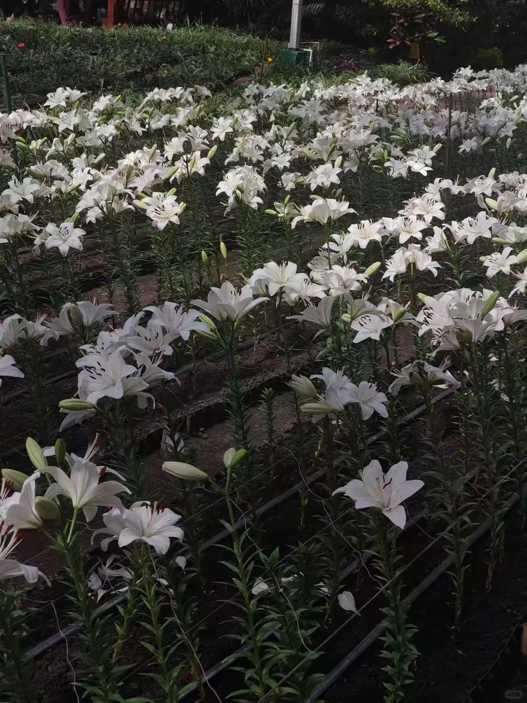 ?【2025长春农博会最新攻略】8月必打卡